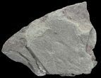 Devonian Plant Fossil (Zosterophyllum) - Scotland #66683-1